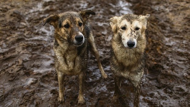 Manche gehen ins Spa, diese Hunde nehmen lieber ein Matschvollbad. Kühlt, riecht gut und macht Spass!