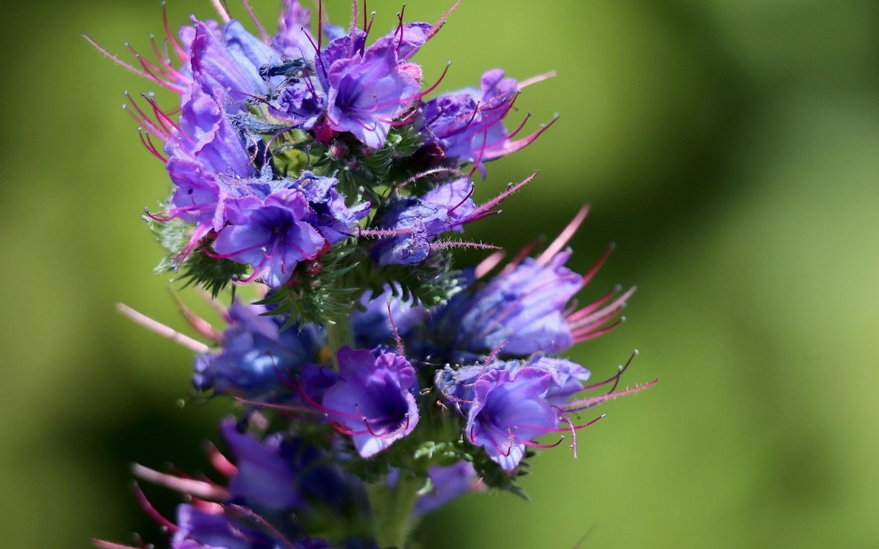Gewöhnlicher Natternkopf