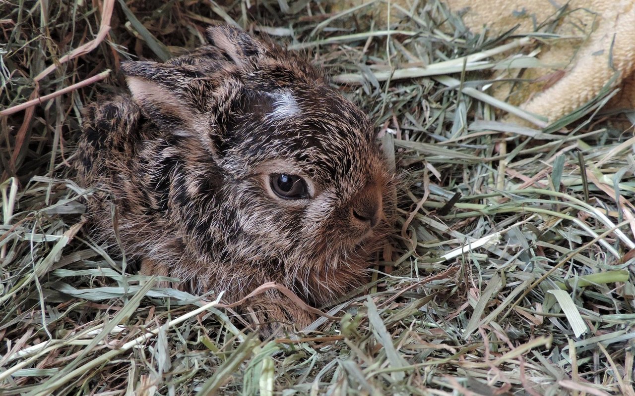 Die Mütter der Jungtiere bleiben oft auf Abstand solange Menschen bei den Jungtieren sind und verstossen sie, wenn sie nach "Mensch" riechen.