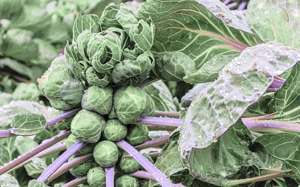 Frost unter Minus 10 Grad mag die Pflanze nicht.