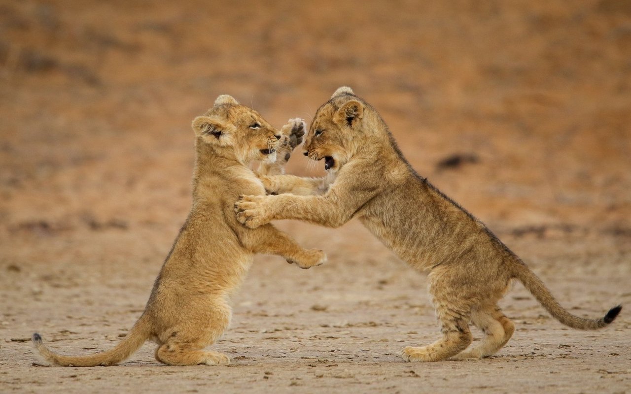 Löwenjunge lernen beim Raufen, wie sie sich zukünftig verteidigen müssen.