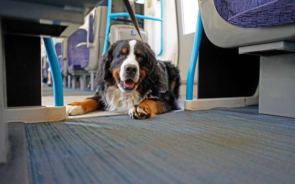 Der Berner Sennenhund liegt am Boden eines Zugs und verhält sich ruhig. 
