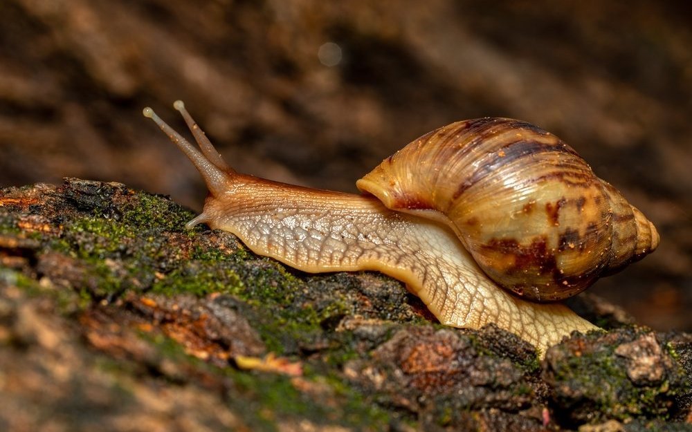 Der letzte Schrei: Schneckenschleim zur Bekämpfung von Akne, Trockenheit und Falten.