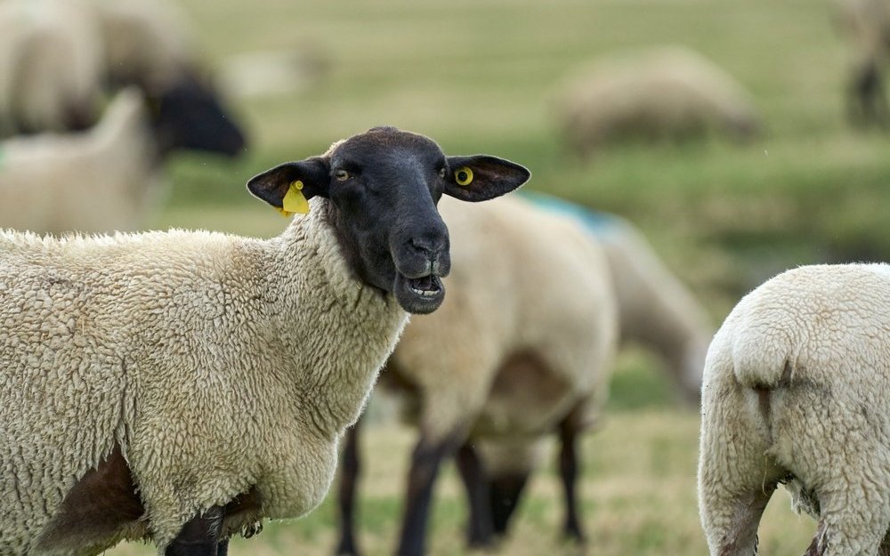 In der Schweiz weiden rund 420.000 Schafe, davon 20.000 Milchschafe, wobei der Fokus auf der Fleischproduktion liegt.