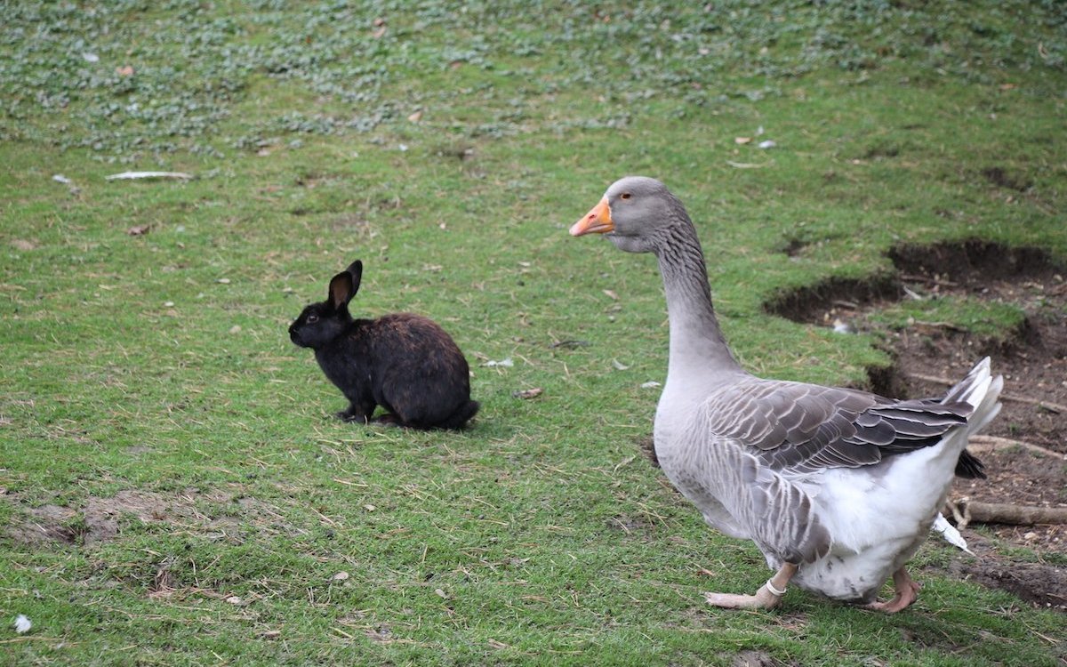 Kaninchen und Gans in Eintracht. 