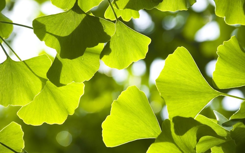 Der Ginkgo ist ein Laubbaum aber gehört zu den Nacktsamern. 