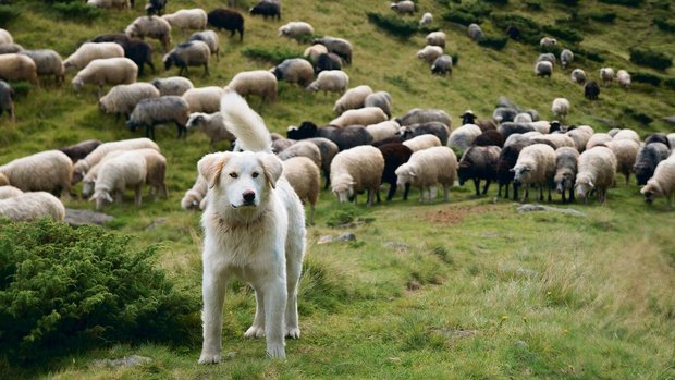 Wenn ein Hund eine Herde bewacht, sollte er gegenüber Fremden nicht übertrieben aggressiv, aber auch nicht zu freundlich reagieren.