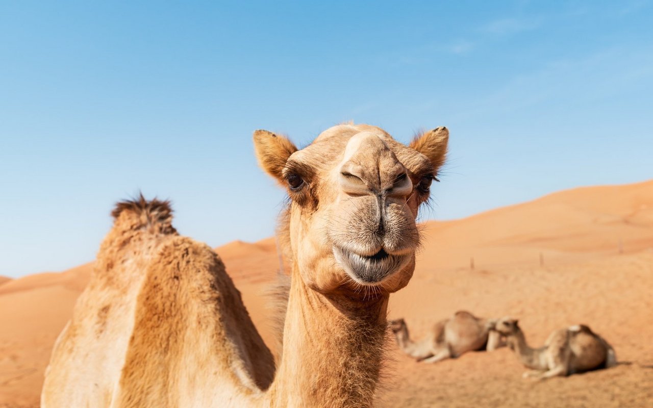 Hinter dem Wort «Kamel» steckt mehr, als die meisten wissen. 