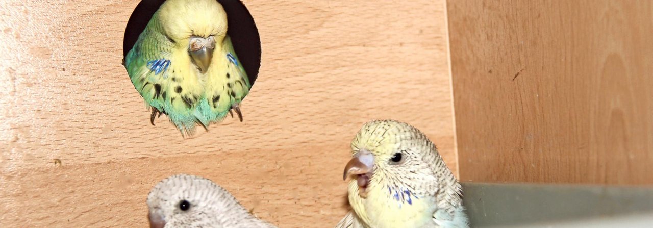 Brut: Wellensittiche pflanzen sich fort, wenn die Bedingungen stimmen.