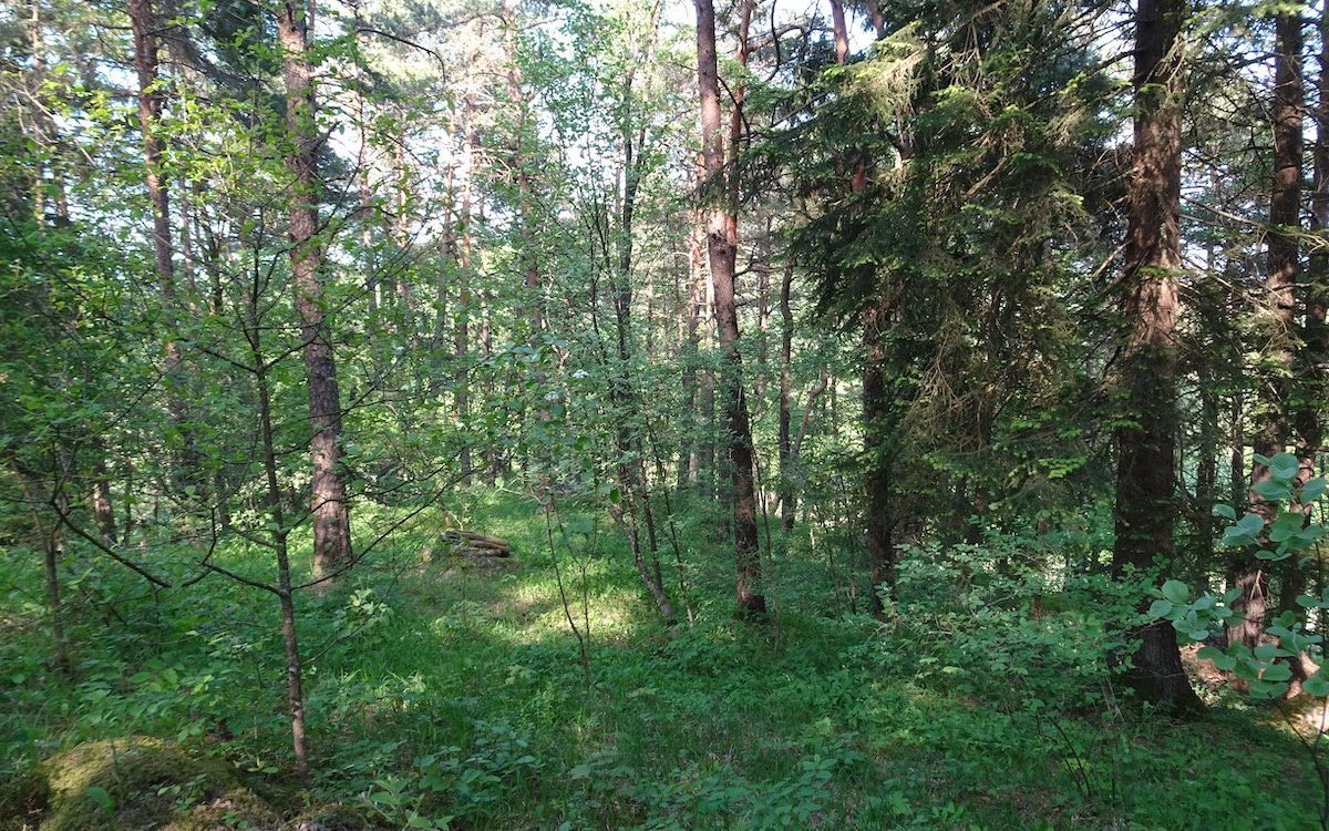 Durch lichten Wald mit Föhren- und Laubarten scheint die Sonne oft bis auf den Waldboden, wo Erdorchideen wachsen. 
