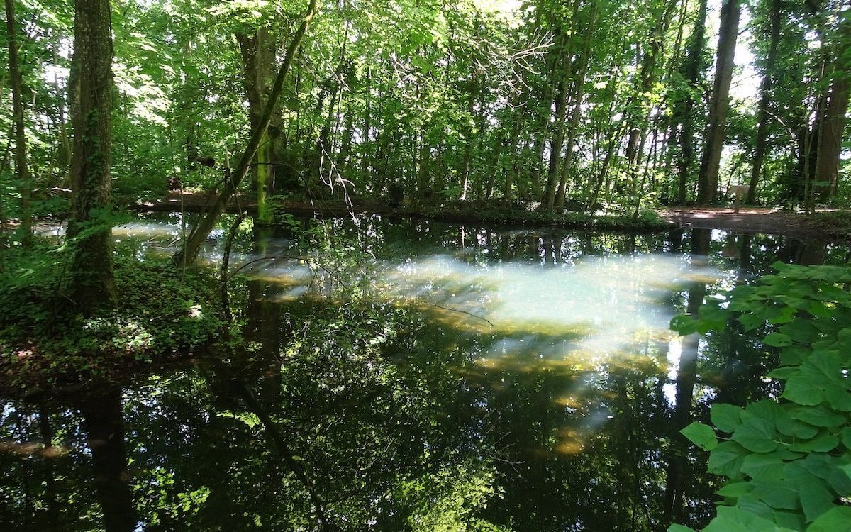 Verträumtes Waldseelein inmitten eines alten Baumbestandes. 