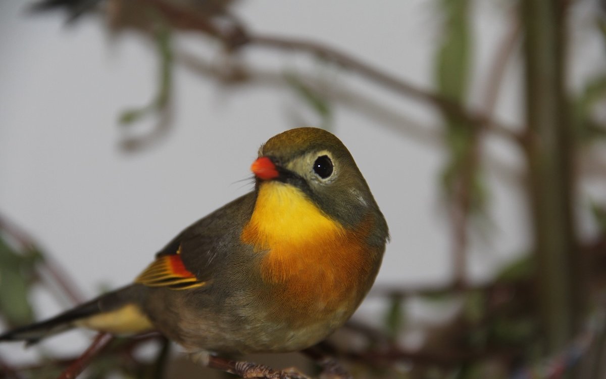 Chinesische Nachtigallen streifen zwar ausserhalb der Brutzeit in Schwärmen umher, doch in Volieren werden sie am besten paarweise gehalten. 