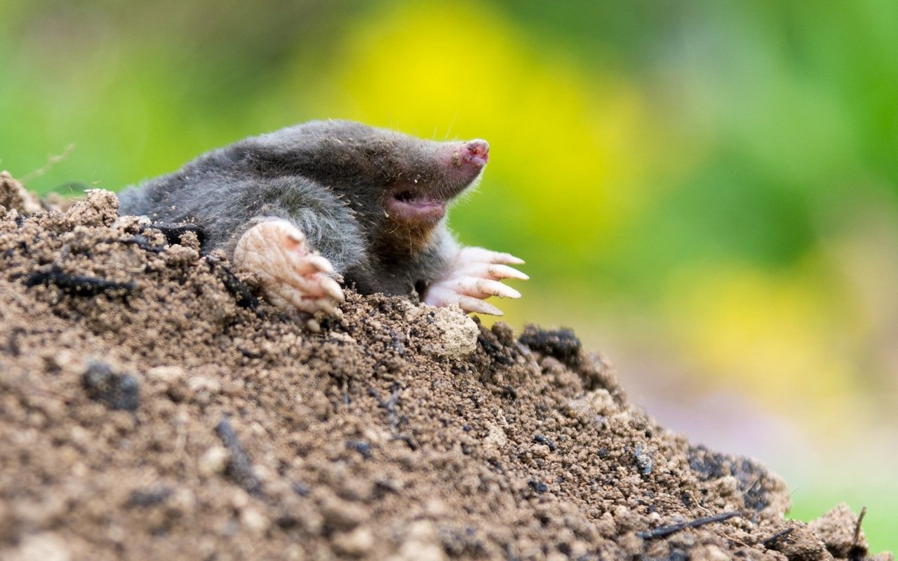 Das Tunnelsystem eines Maulwurfes erstreckt sich verzweigt über mehr als einen Kilometer.