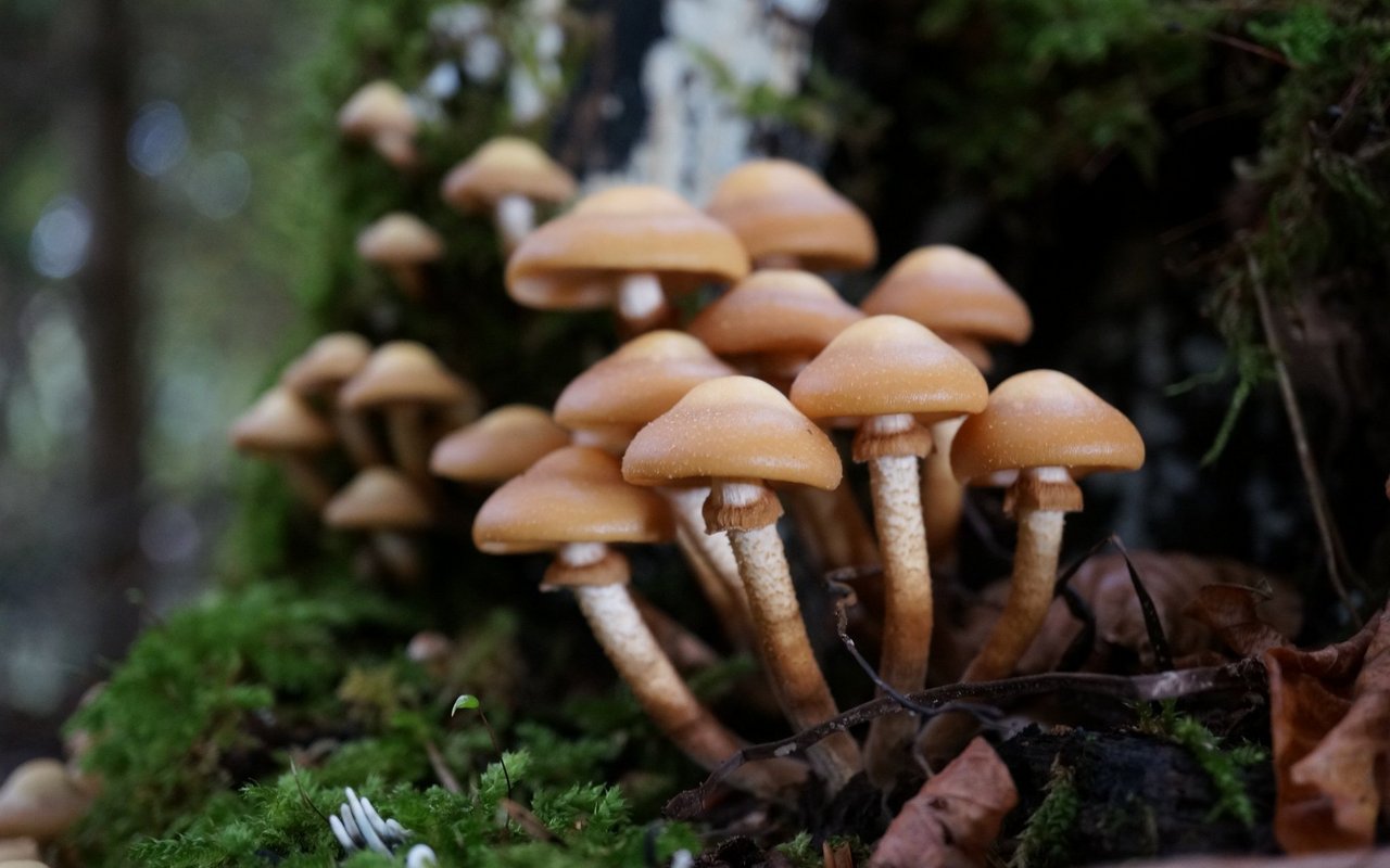 Ein Stockschwämmchen, essbar, aber nur für Profis, da eine Verwechslungen mit dem tödlich giftigen Nadelholz-Gifthäubling möglich ist.