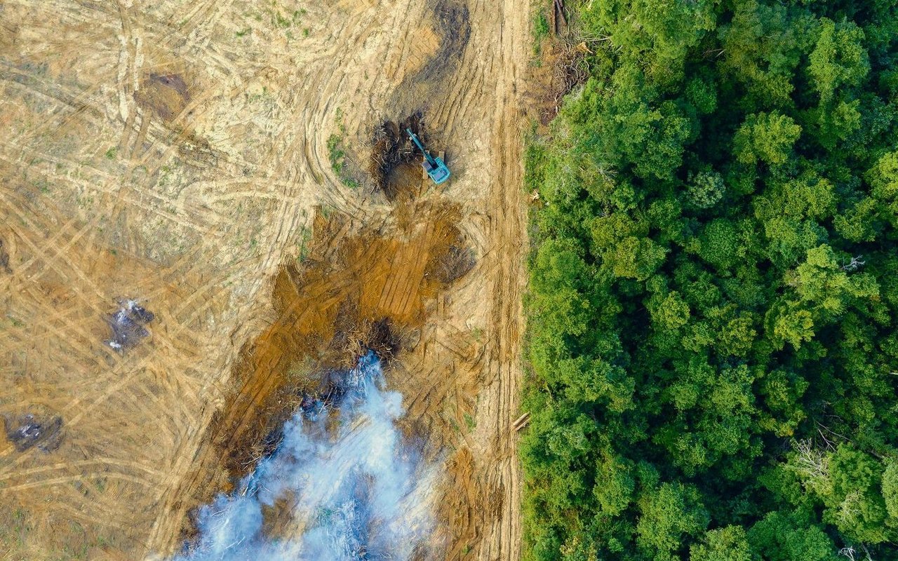 Der Regenwald ist besonders stark von Abholzung betroffen. Die indigenen Völker Brasiliens fordern deshalb strengere Gesetze.