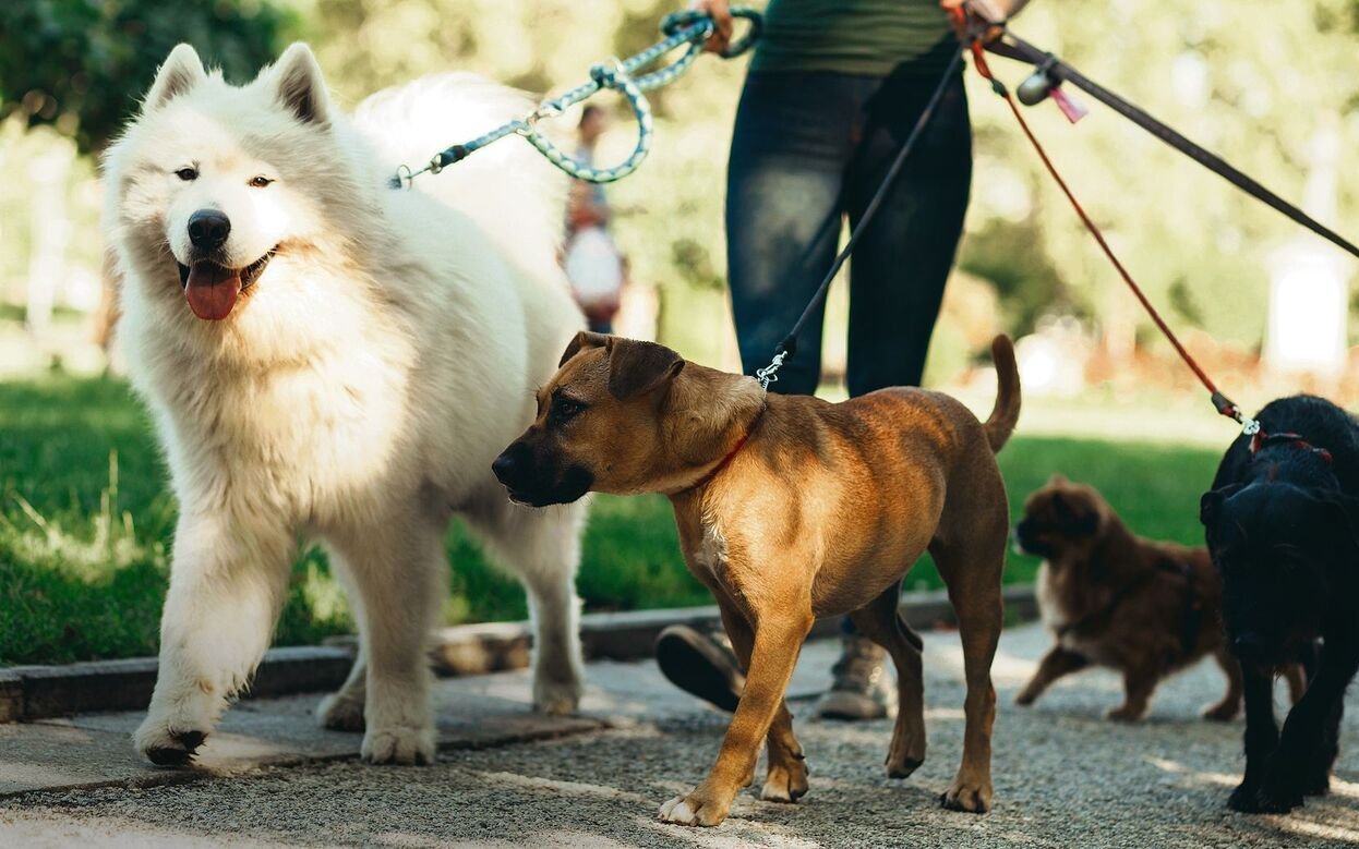 Auch in den Ferien sollte eine liebevolle, aufmerksame Behandlung des Hundes gewährleistet sein.