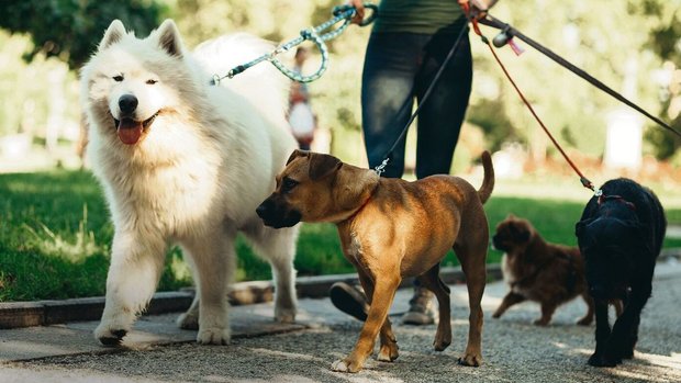 Auch in den Ferien sollte eine liebevolle, aufmerksame Behandlung des Hundes gewährleistet sein.