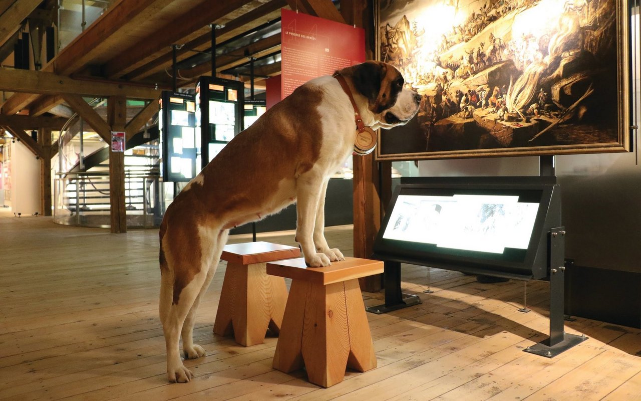 Das Museum des Barrylands zeigt die Geschichte von Hospitzhund zum Nationalhund auf.  