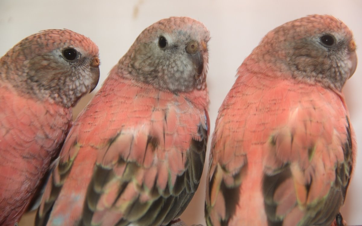 Von Bourkesittichen werden auch viele Mutationen gezogen wie diese Opalin-Vögel. 