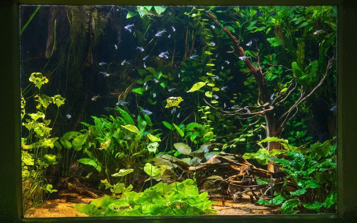 Naturgetreu gestalteter Ausschnitt eines tropischen Flusses Südamerikas mit einem Schwarm von Bergkristallsalmlern im Vivarium des Basler Zoos.