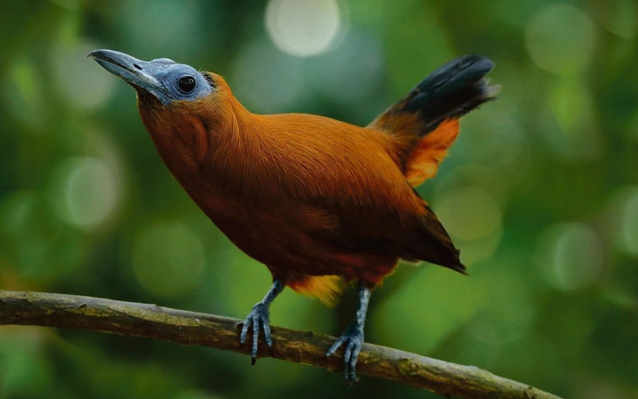 Der Kapuzinervogel wippt und sirrt bei der Balz.  
