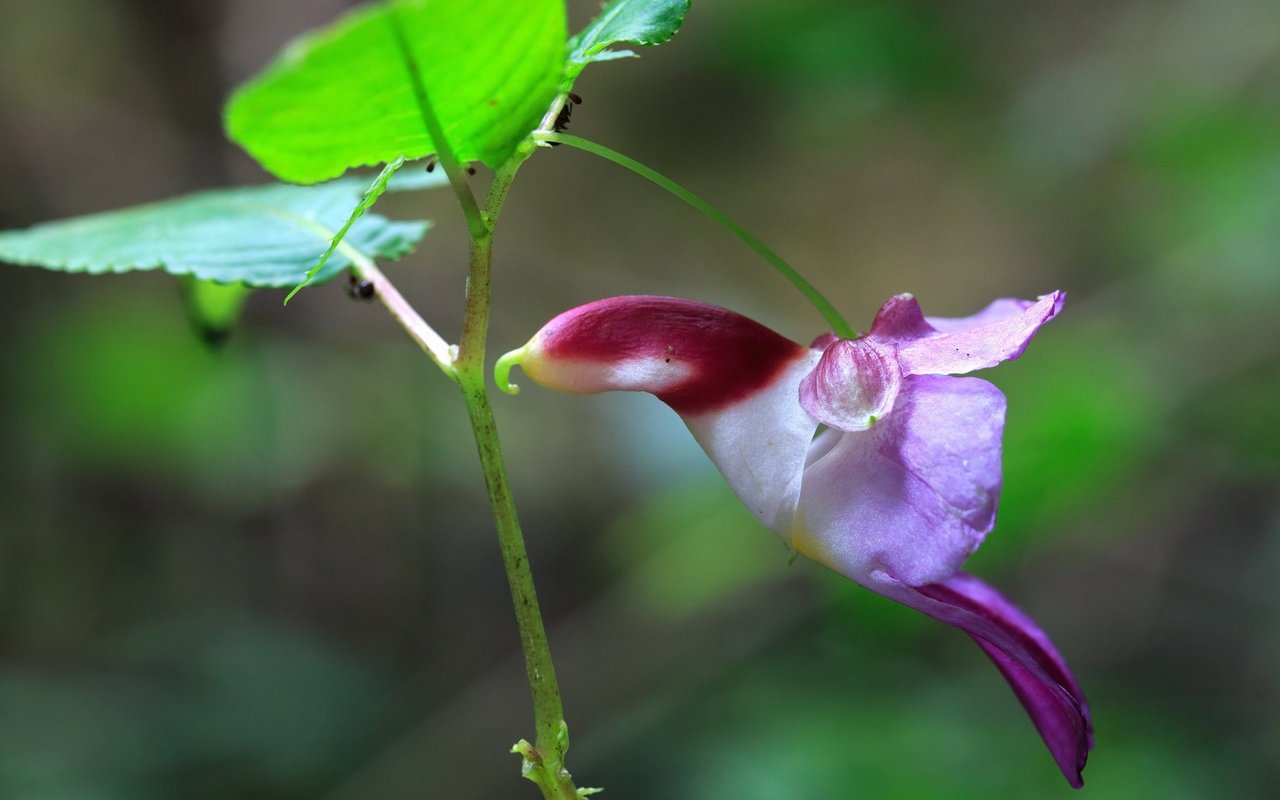 Impatiens psittacina