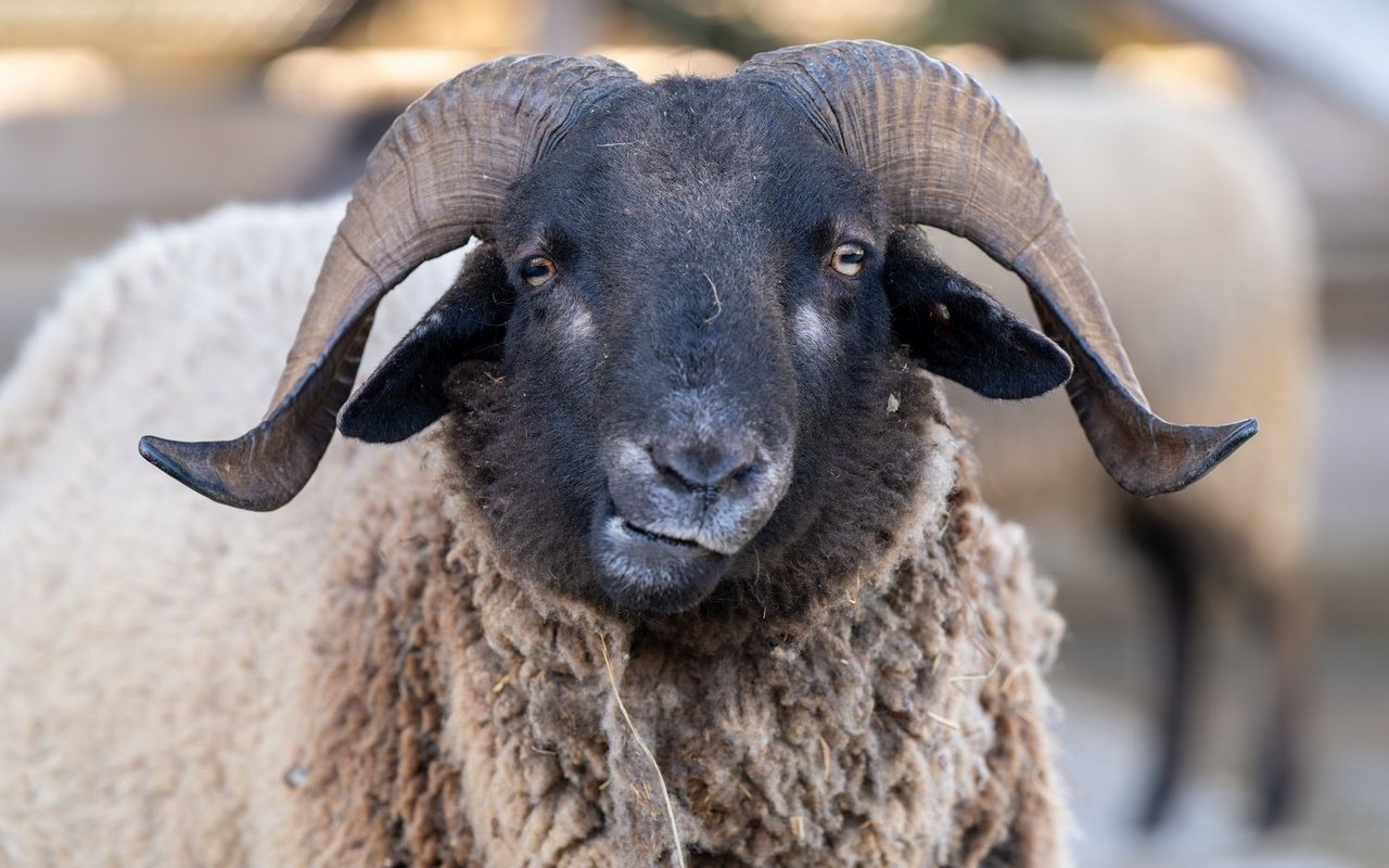 Bündner Oberländer Schaf