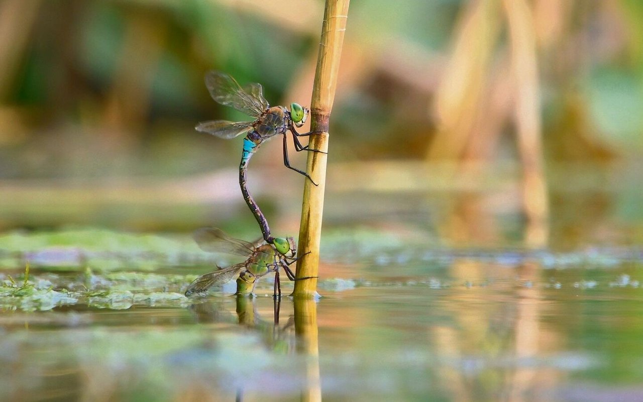 Mehr als 50 Libellenarten leben im  Neeracherried. 