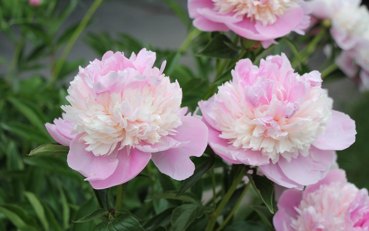 Pfingstrosen blühen im Mai. 