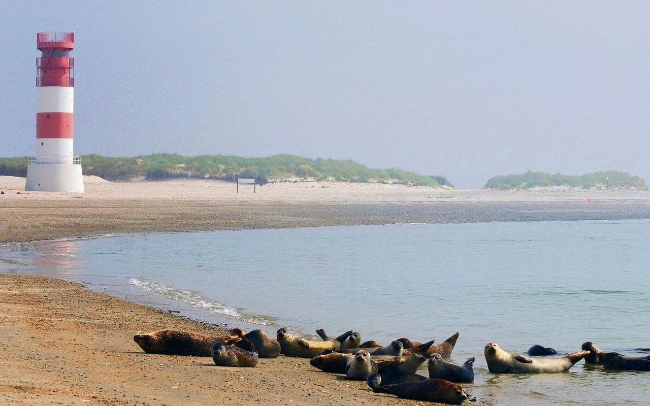 Robben lieben es, auf der faulen Haut zu liegen und sich nach einer anstrengenden Jagd auszuruhen.