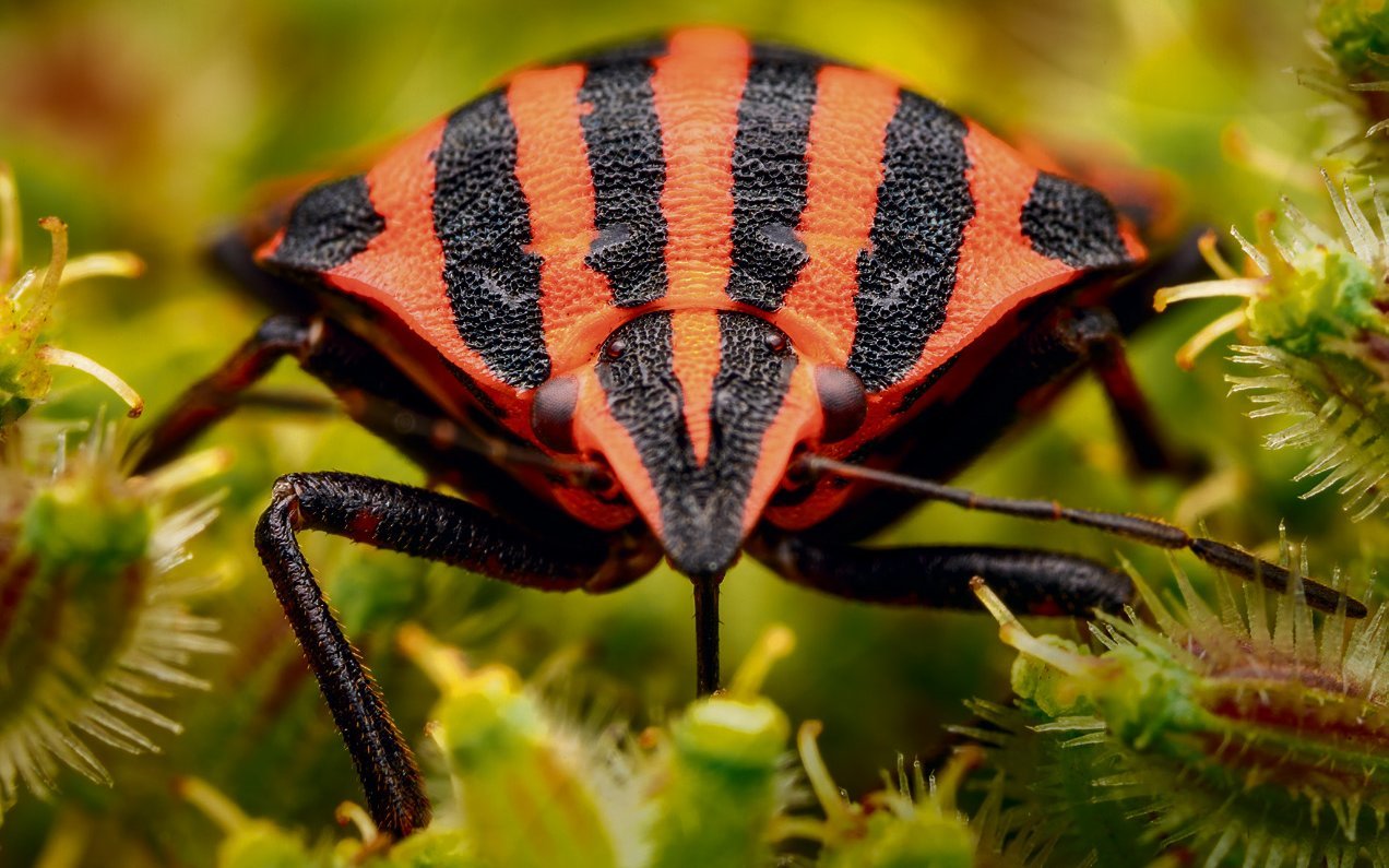 Wanzen unterscheiden sich von Käfern durch ihren Saugrüssel, mit dem sie Pflanzenteile oder Tiere aussaugen.