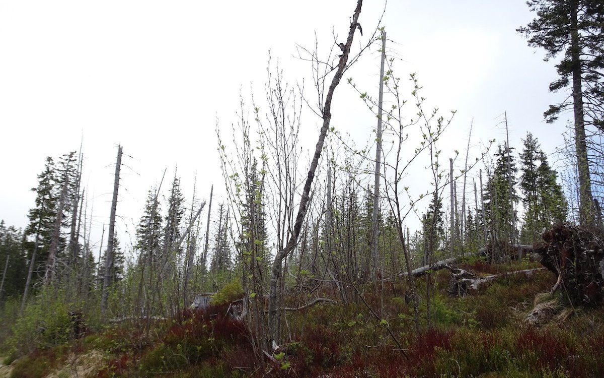 Tannen, die unter Trockenheit leiden, sind anfälliger, auch für Windwurf. Auf diesem vom Sturmwind verwüsteten Terrain im Gurnigelgebiet im Kanton Bern gedeiht langsam ein neuer Wald mit einem etwas anderen Artenspektrum. 