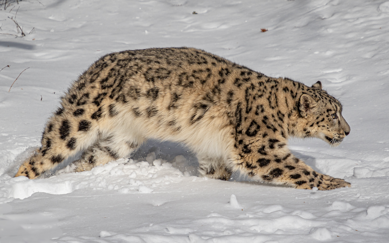 Schneeleoparden sind bestens and die Bedingungen ihres kargen Lebensraums angepasst.