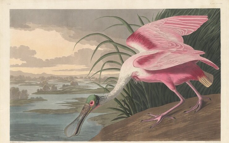 Die Grafiken von John James Audubon sind die teuersten der Welt.