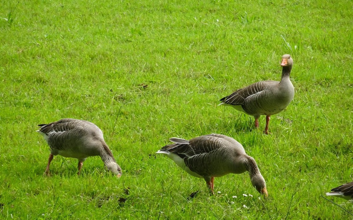 Graugänse weiden und sind zugleich wachsam. 