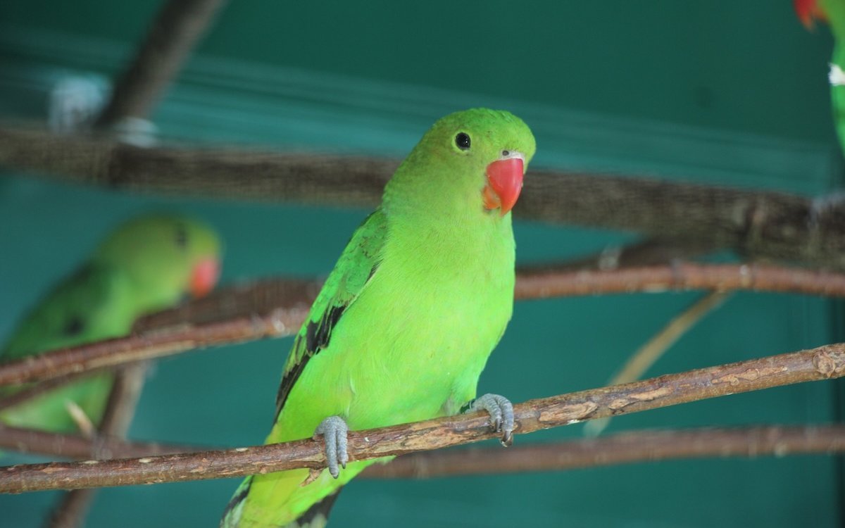Das Grün des Gefieders der Taranta-Unzertrennlichen begeistert.  
