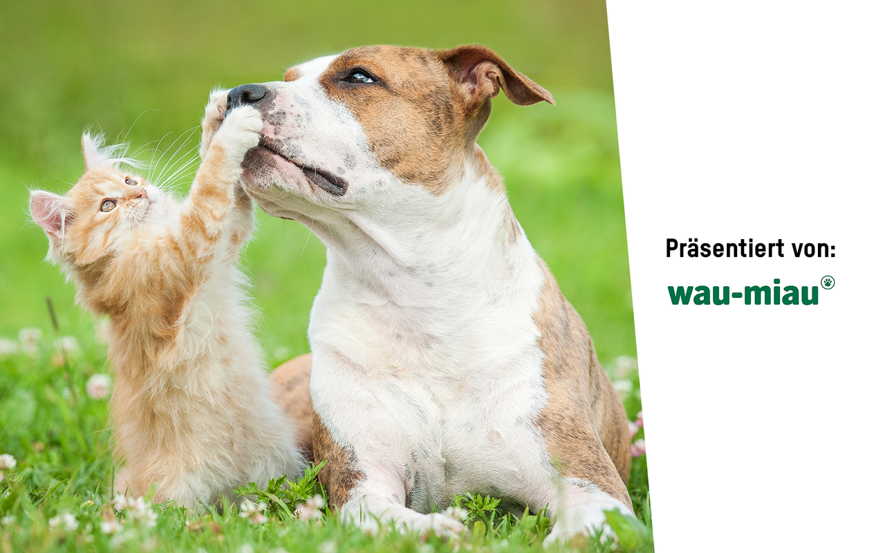 Hier finden Sie Fragen und Antwort zu Tierversicherungen.