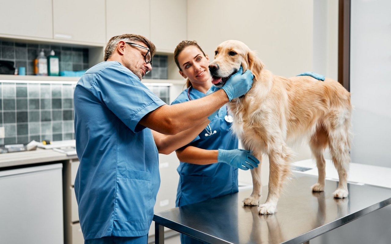 Mit einer Tierversicherung schützen Sie sich vor hohen Tierarztkosten, indem sie – je nach Vertrag – einen grossen Teil der Behandlungskosten übernimmt.