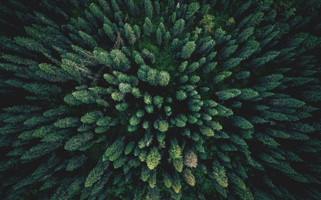 Waldbaden ist eine besondere Form der Achtsamkeit, bei der man sich bewusst eine Auszeit vom Alltag nimmt.