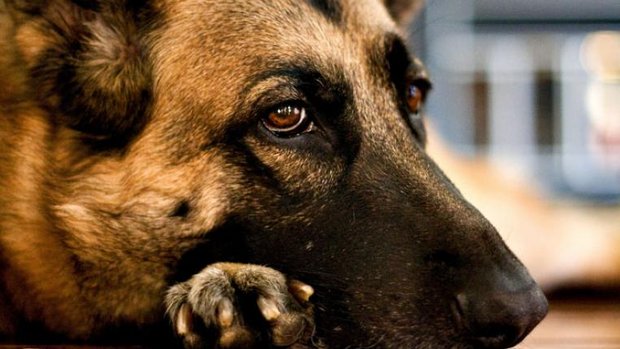 Portrait eines Hundes