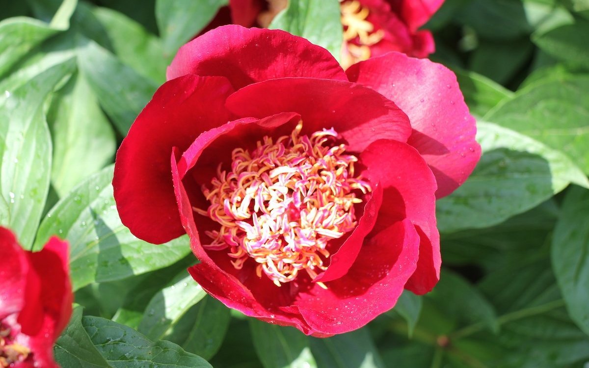 Pfingstrosen sind Staudenpflanzen, die bis zu 20 Jahre alt werden können. 