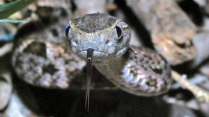 Bothrops-asper-bernard-dupont-bysa-s.jpg