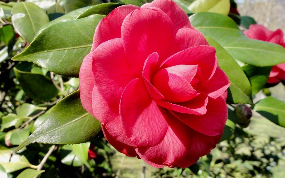 Kamelien gehören zu den Teegewächsen und mögen torfreichen, leicht sauren Boden. 