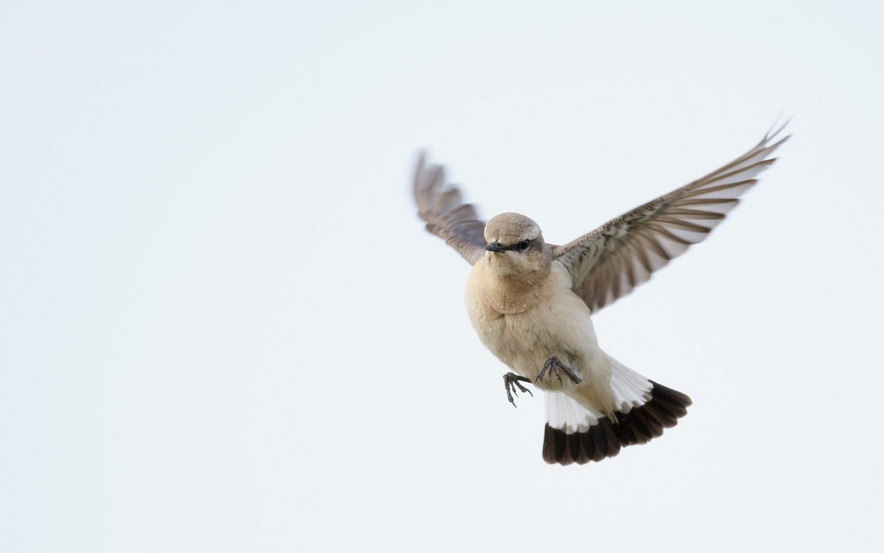 Der Steinschmätzer macht eine beachtliche Flugreise. Die gesamte Population überwintert in der Sahel Zone Afrikas.