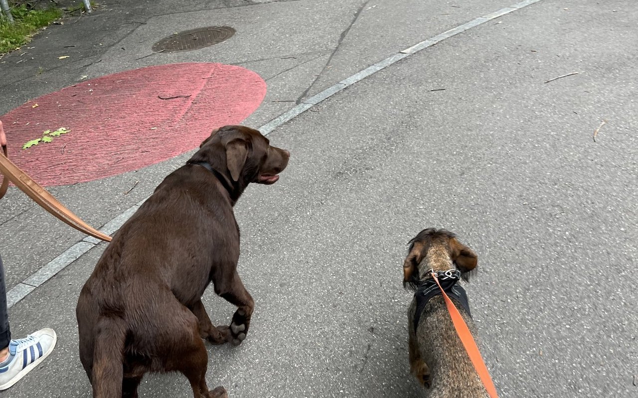 Mit der Hundefreundin an der Seite macht die grosse Stadt viel weniger Angst.