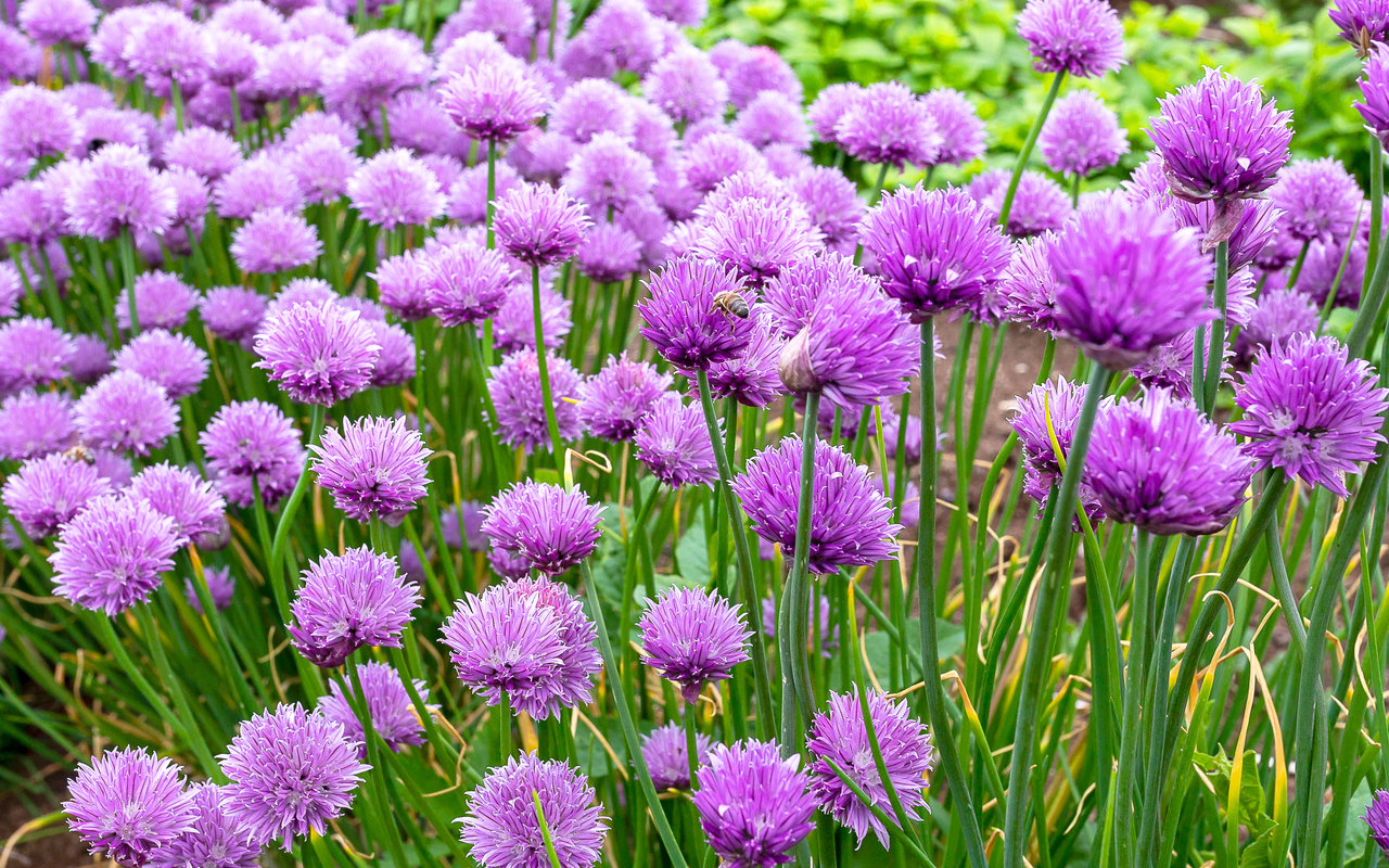 Kräuter machen auch fade Speisen zu einem Gaumenschmaus. 