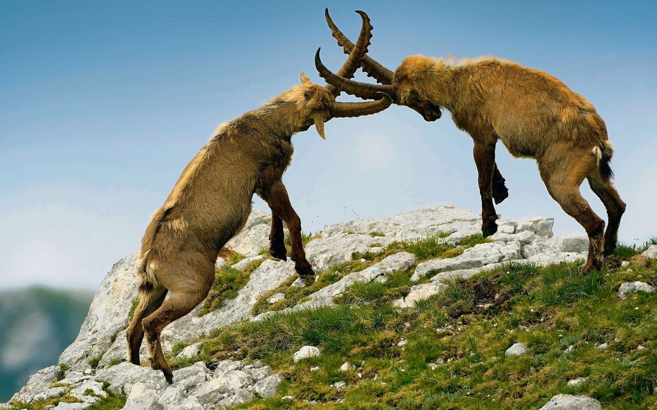Zwei männliche Steinböcke messen sich.
