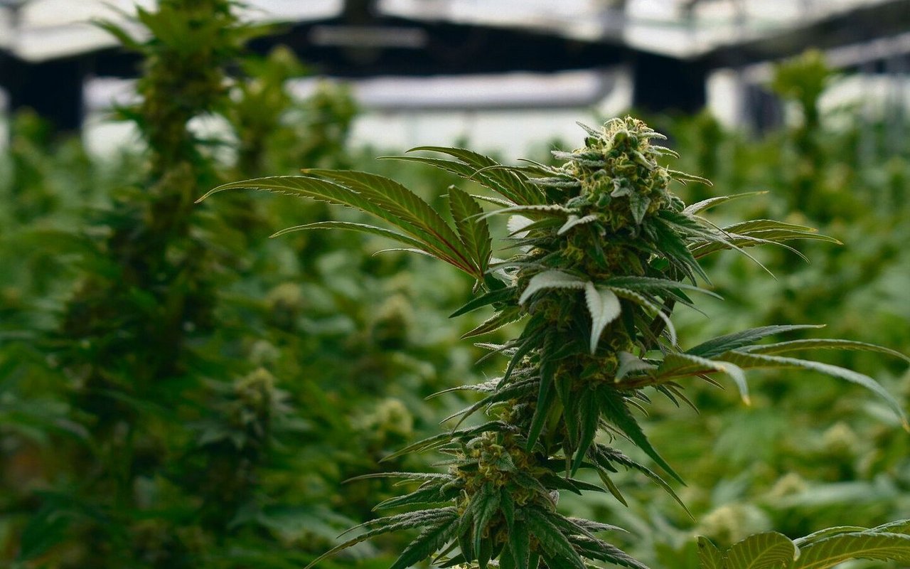 Hanf ist eine der ältesten Kulturpflanzen der Welt.