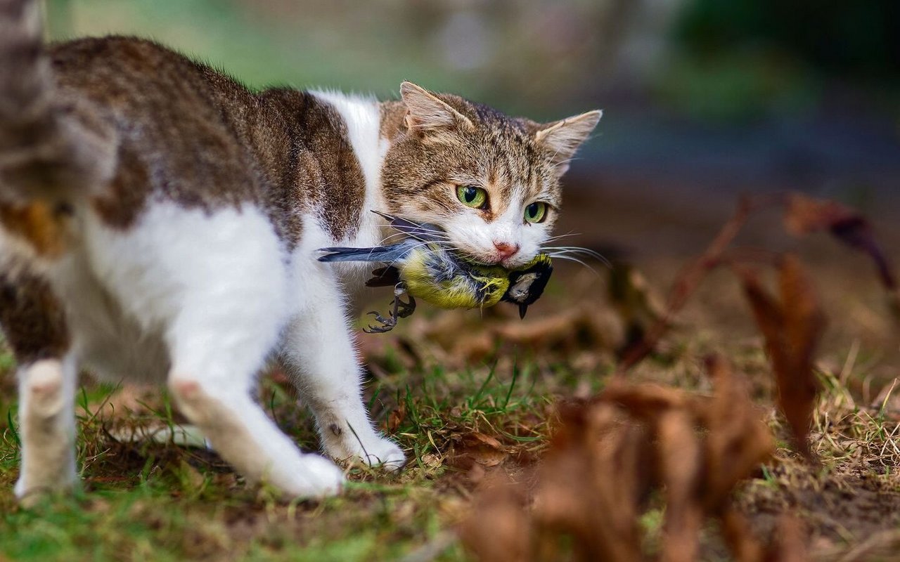 Nicht immer ist die Beute bereits tot.