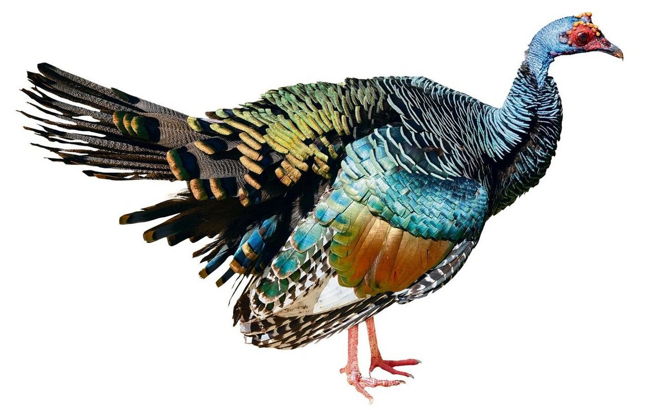 Das Pfauentruthuhn stammt beispielsweise aus dem Regenwald Guatemalas. Es handelt sich um die zweite Art. 